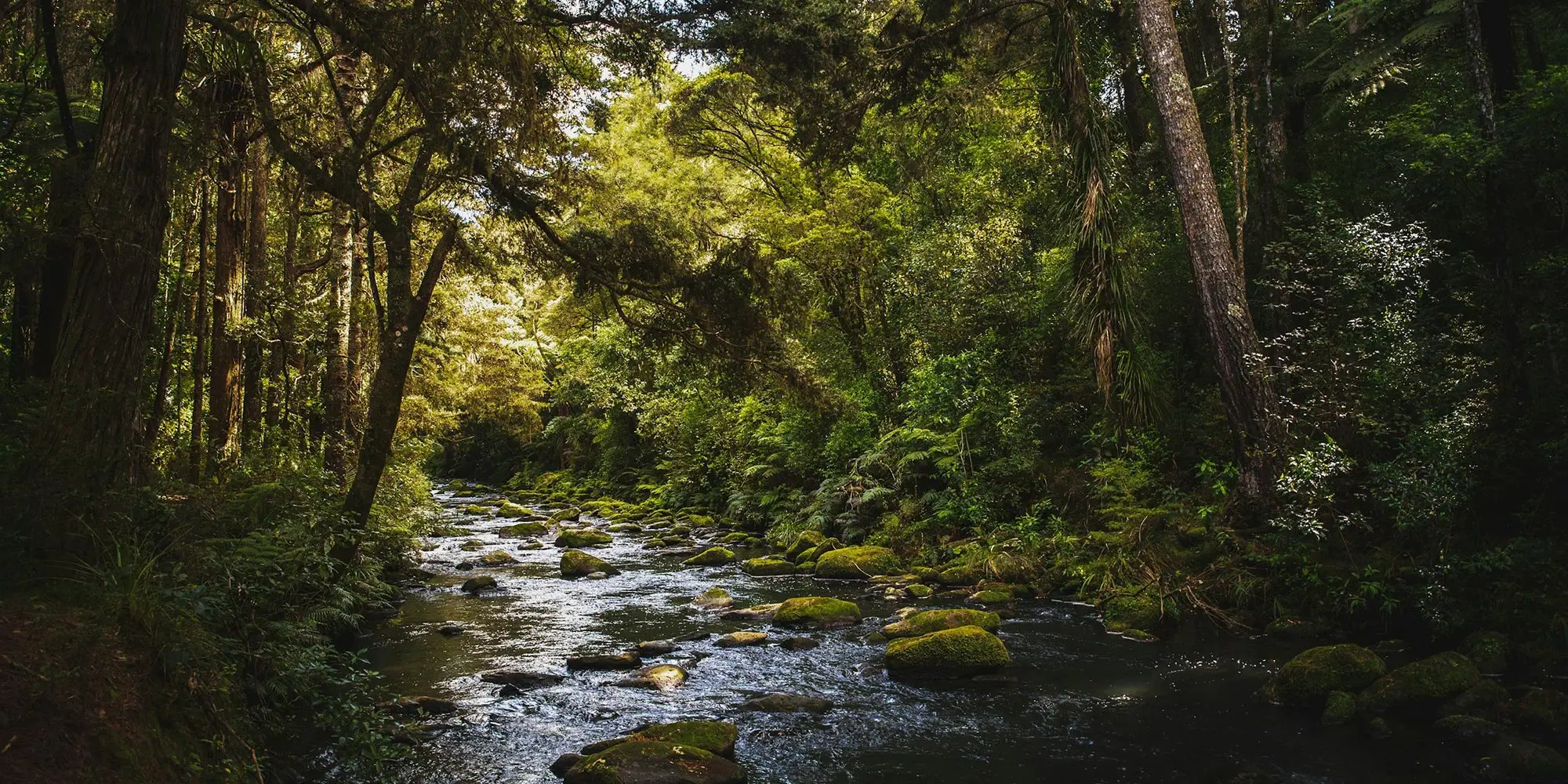 Wilderness